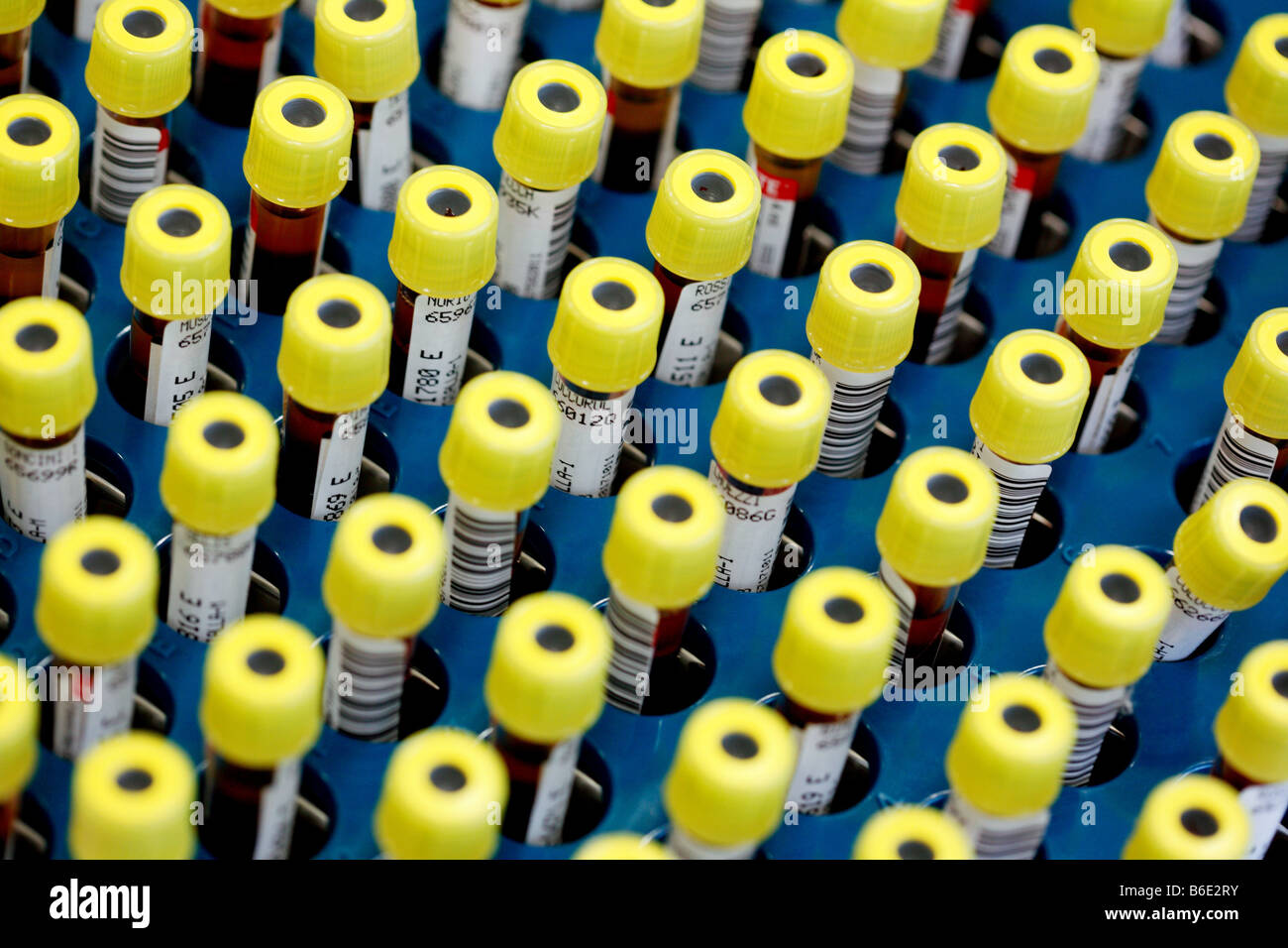 Blood samples. Barcoded vacutainer tubescontaining blood samples Stock