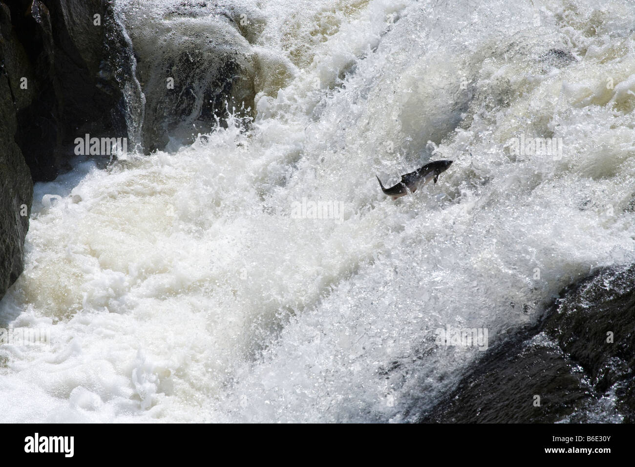 A salmon jumping up the waterfall on the River Feugh at Bridge of Feugh