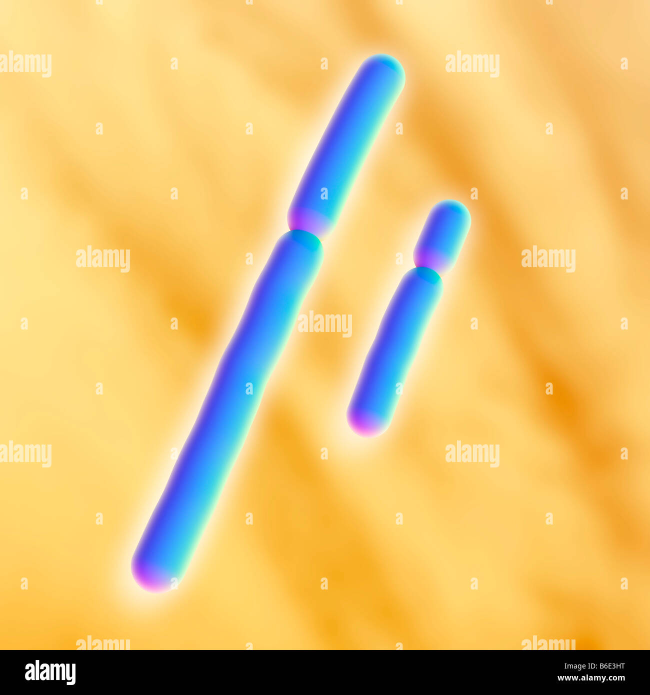 X and Y chromosomes Stock Photo - Alamy