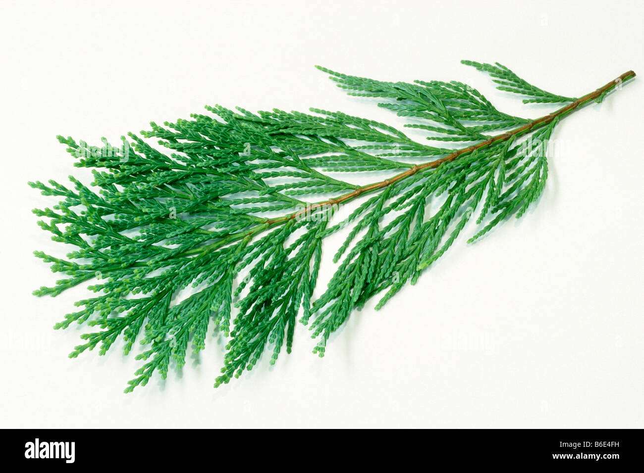 California Incense Cedar (Calocedrus decurrens), twig, studio picture Stock Photo