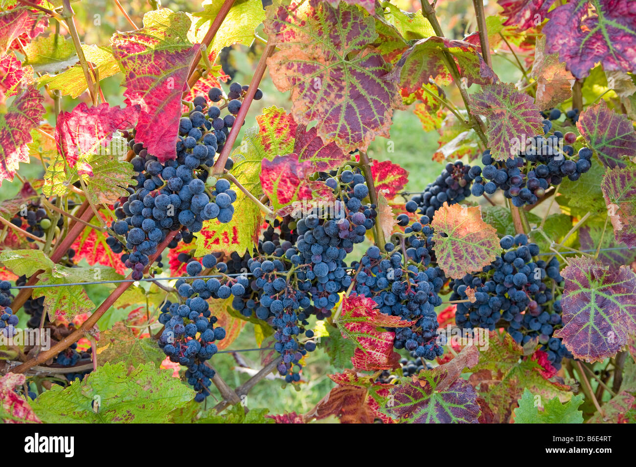 Close up of autumn colour vine leaves ripe grapes Denbies wine estate vineyard Dorking Surrey England Stock Photo