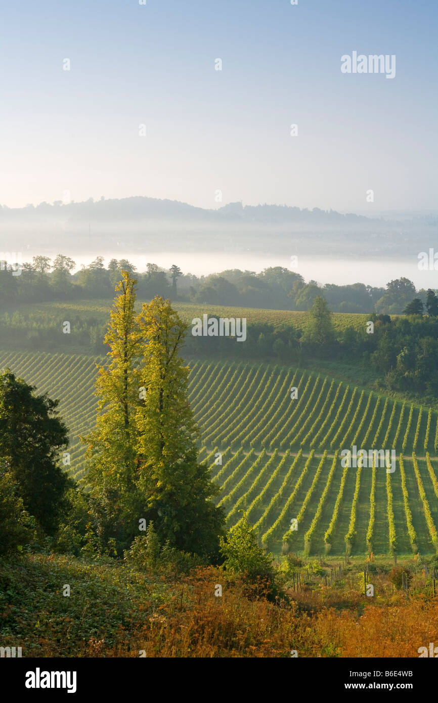 View early morning mist over Denbies Wine Estate Vinyard and The Surrey Hills Dorking Surrey England Stock Photo
