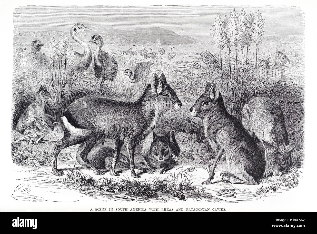 rheas patagonian cavies Cavy family Caviidae family rodents native South America domestic Stock