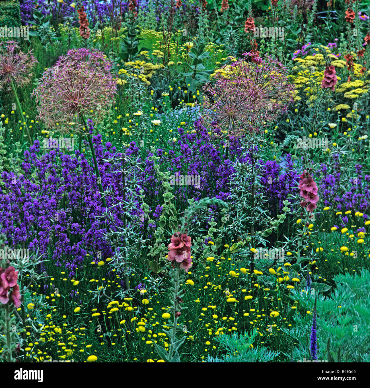A unusual Herbaceous Border Stock Photo