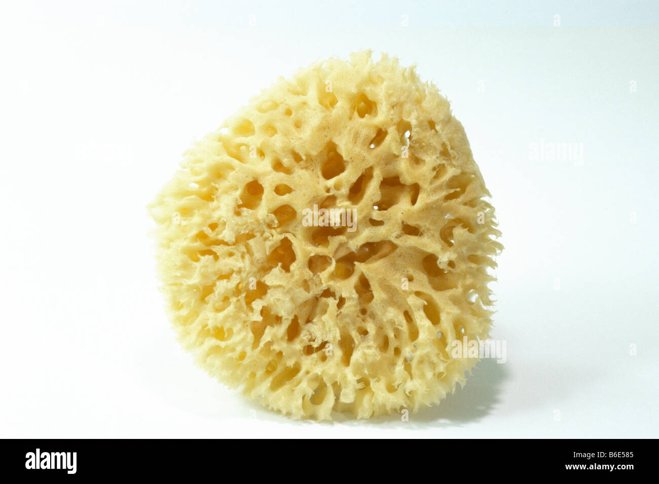 Bath Sponge (Spongia officinalis), studio picture Stock Photo