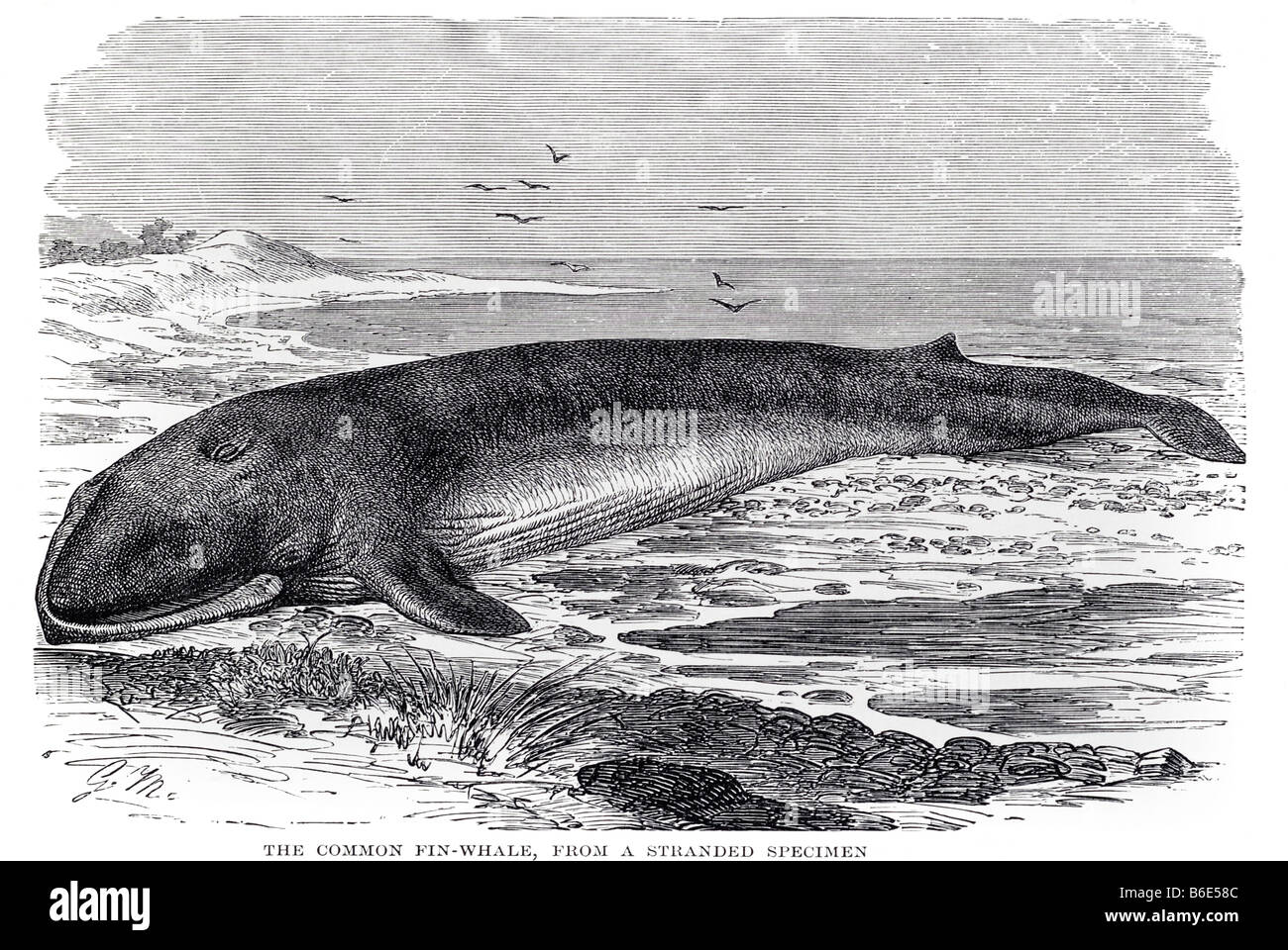 pix Fin Whale Drawing Realistic https www alamy com stock photo common fin whale fin whale balaenoptera physalus also called the finback 21209788 html