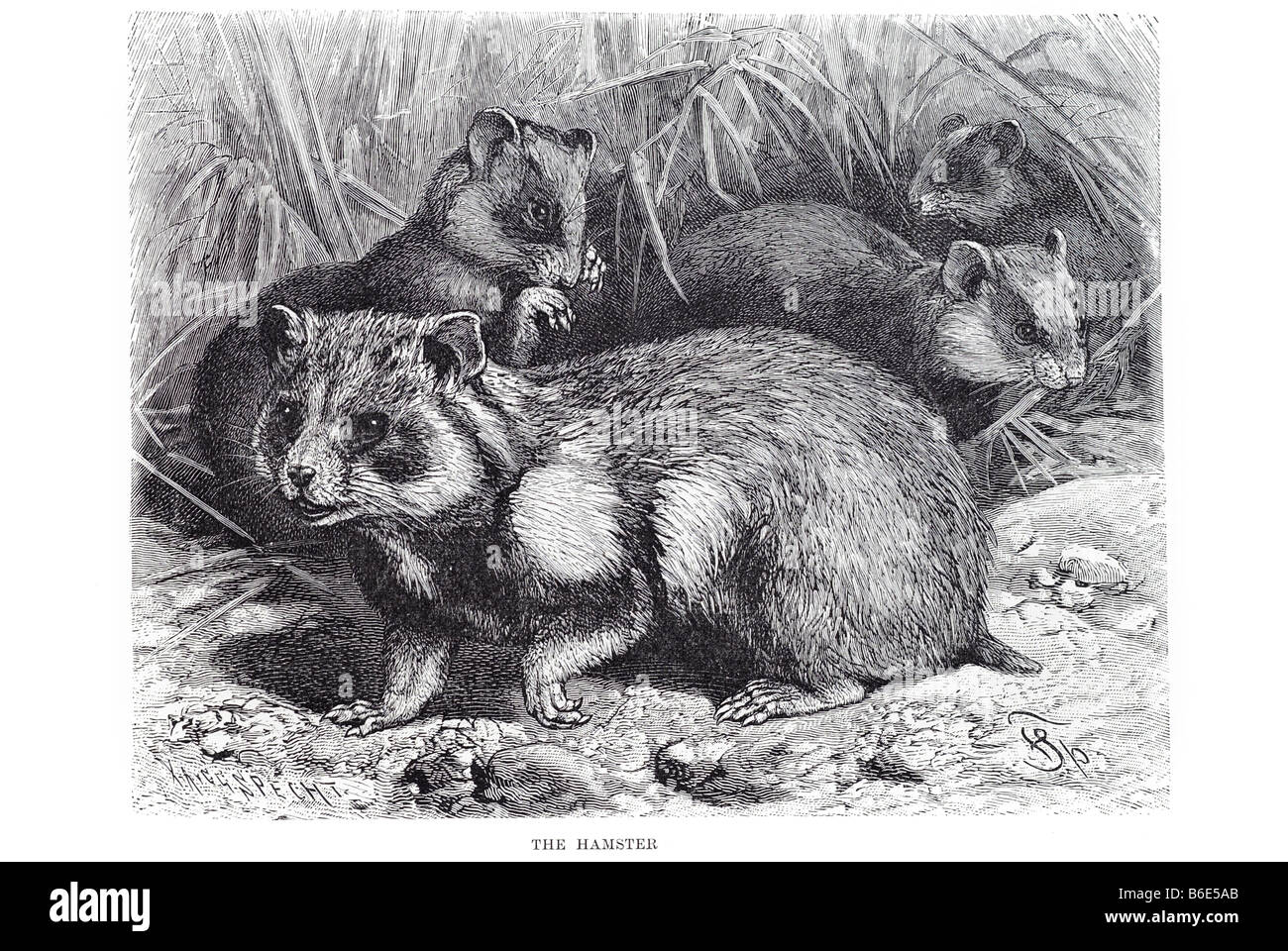 Hamsters hamster rodents Cricetinae 18 species classified in six or seven genera. hamster is derived from the German word Hams Stock Photo