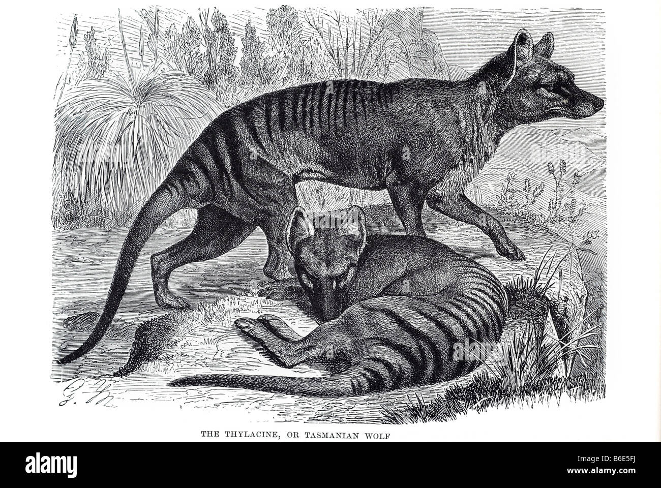 thylacine or tasmanian wolf dog-headed pouched  largest carnivorous marsupial modern times. Native to continental Australia, Tas Stock Photo