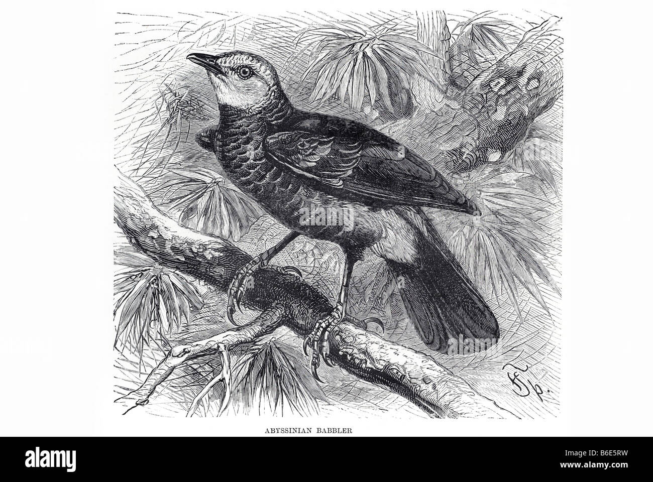 Abyssinian Torbies abyssinian babbler Coracias abyssinica Stock Photo - Alamy