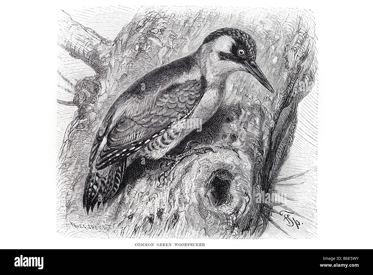 common green woodpecker Picus viridisYaffle Picidae western Asia Europe ...