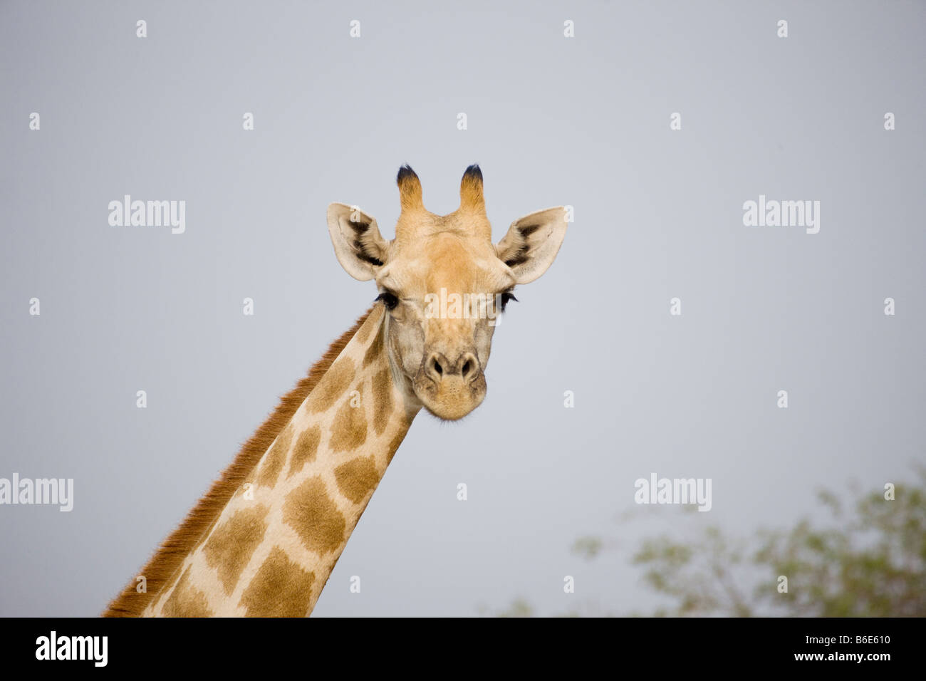 Reticulated Giraffe Licking Lips, Waterberg Plateau National Park, Namibia Stock Photo
