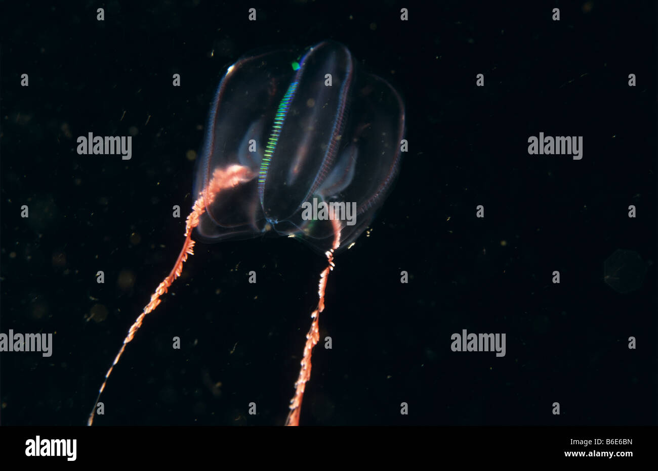 Gooseberry jellyfish jellyfish hires stock photography and images Alamy