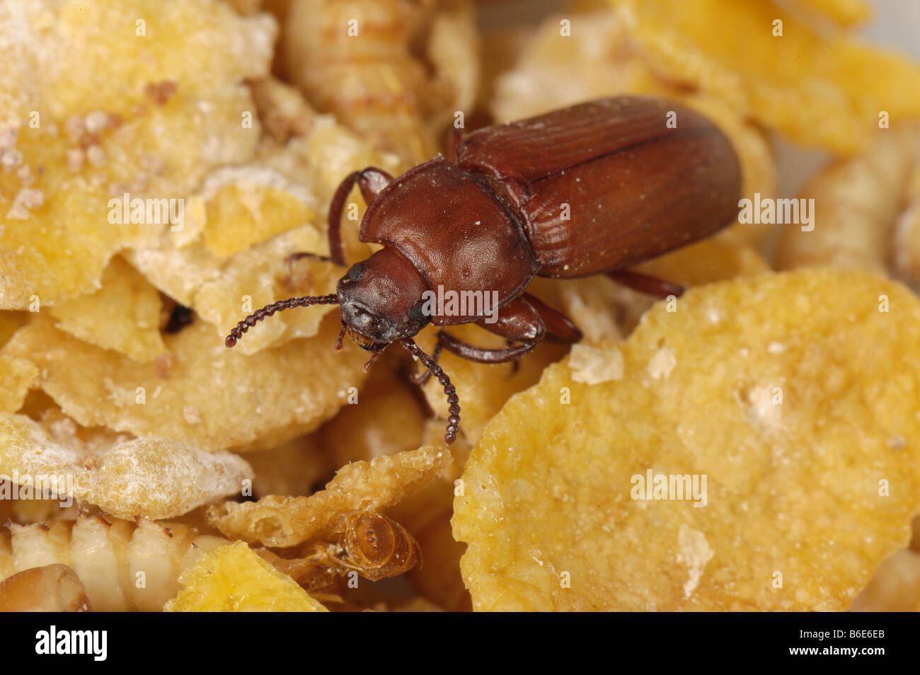 Yellow mealworm Tenebrio molitor adult beetle storage pest Stock Photo