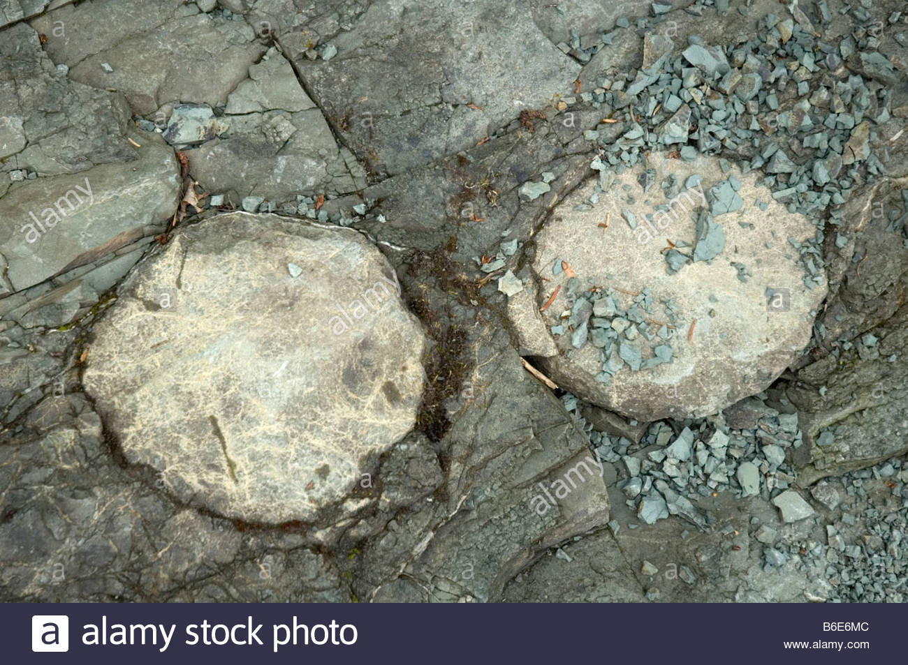 Image result for fossil wood lava