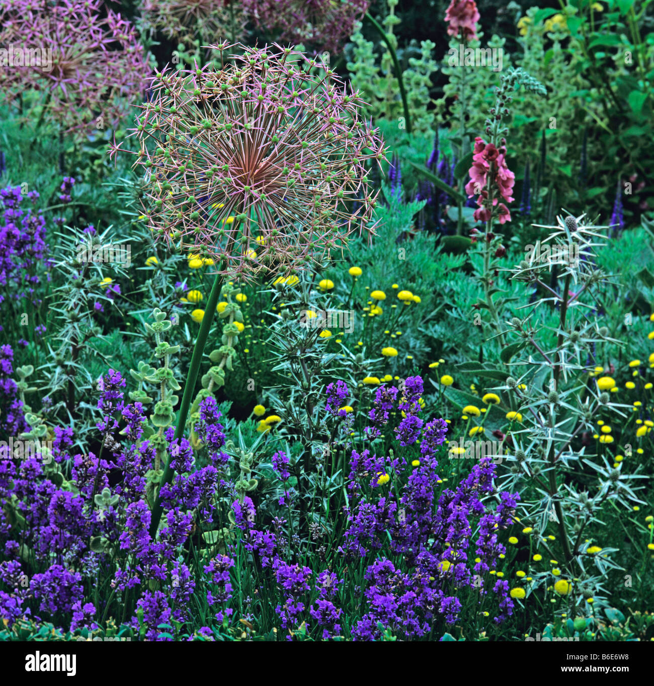 A colourful mixed Herbaceous border Stock Photo