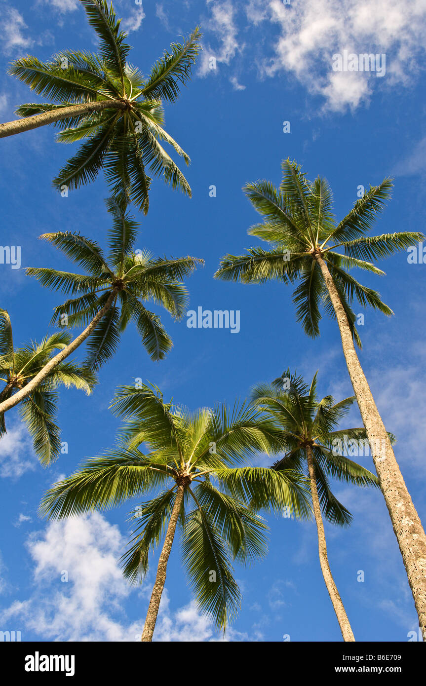 Coconut palm trees with blue sky and white clouds Kahana Valley State ...