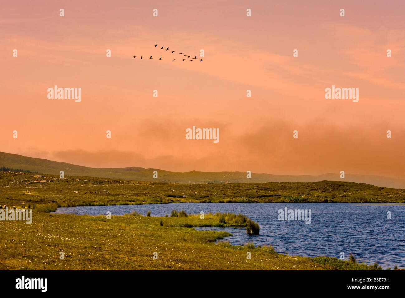 Geese flying over Loch Dubh na Maoil, Mellon Udrigle, Wester Ross, Highland, Scotland UK Stock Photo