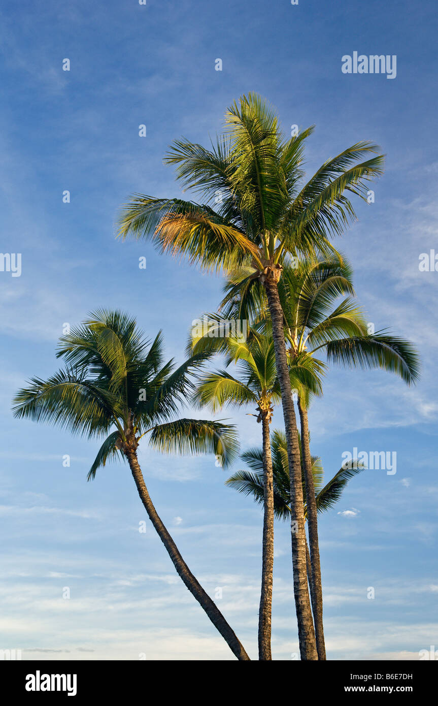 Coconut palm trees Wailea Maui Hawaii Stock Photo