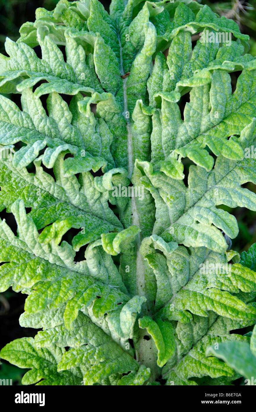 leaf of globe artichoke winter garden cold hardy vegetable choke velvety hairy curly Stock Photo