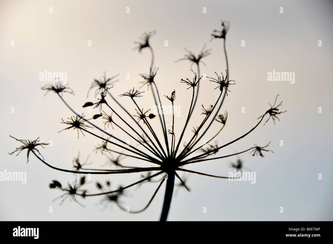 seed head of bronze fennel winter blue sky Stock Photo Alamy
