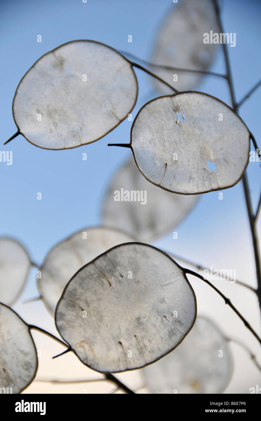 honesty lunaria annua seed pods winter against the sky oval see-through tissue garden horticulture dry bleached circles plant co Stock Photo