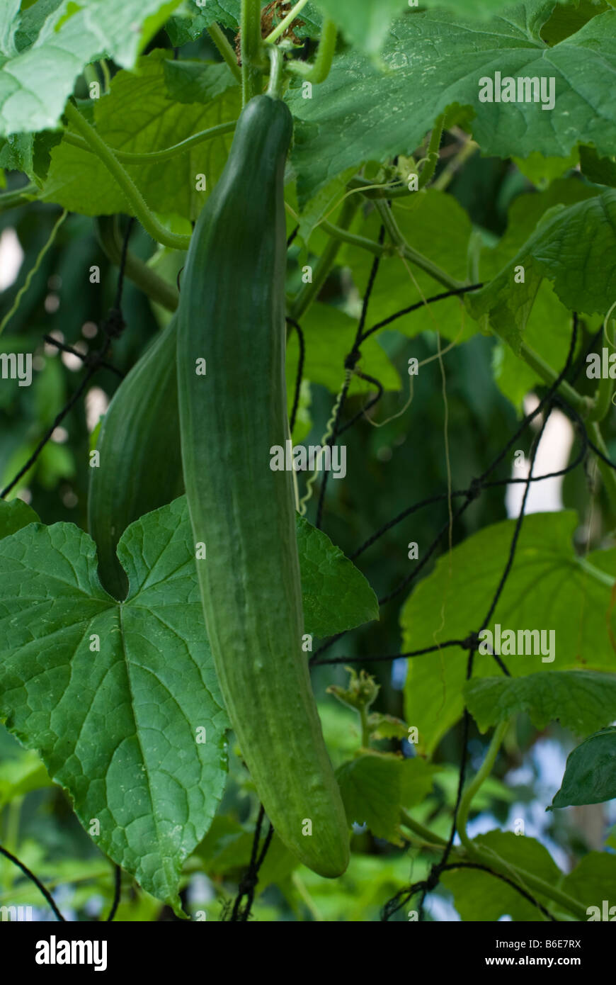 Cucumber plant Stock Photo