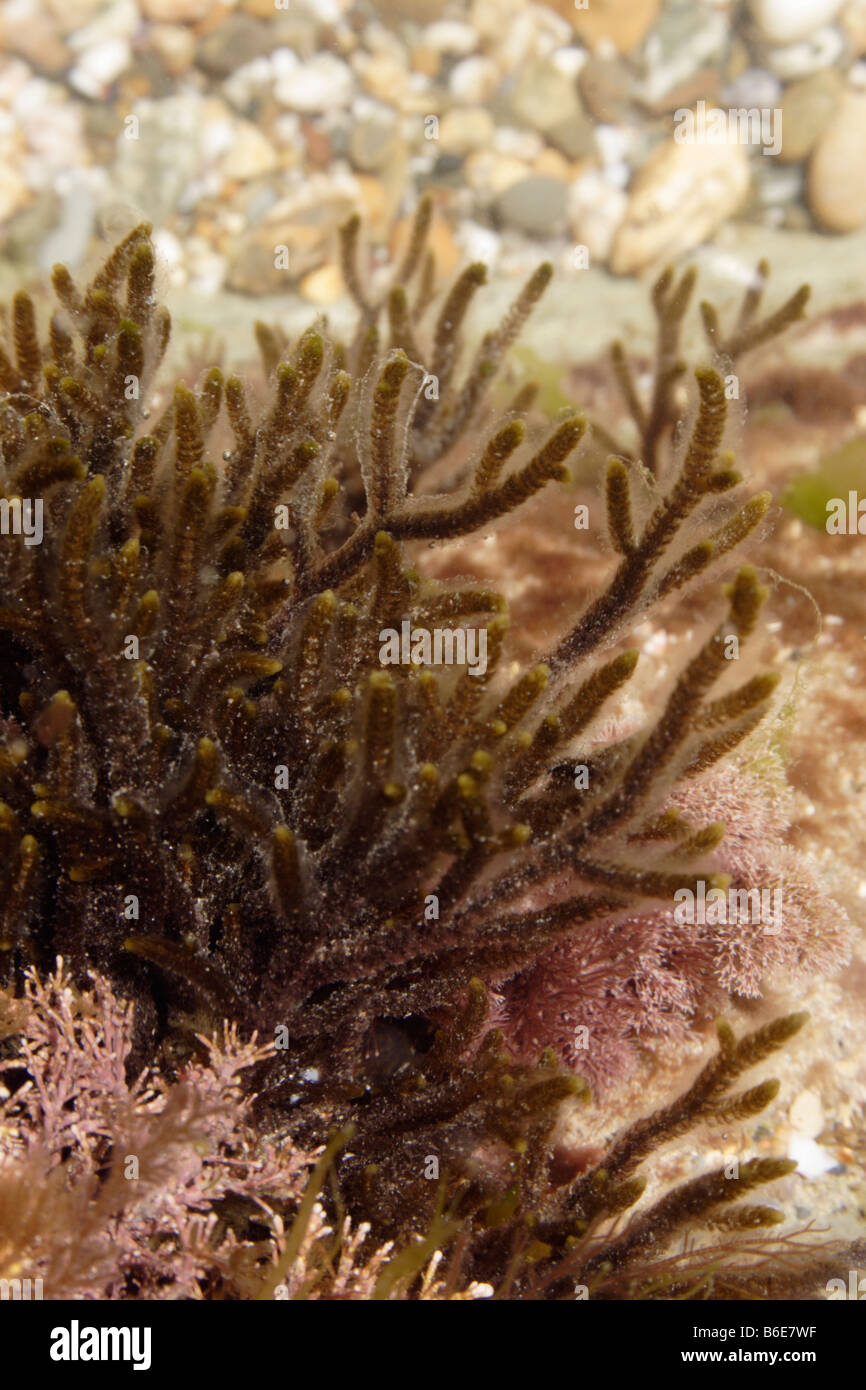 A brown seaweed Cladostephus verticillatus UK Stock Photo
