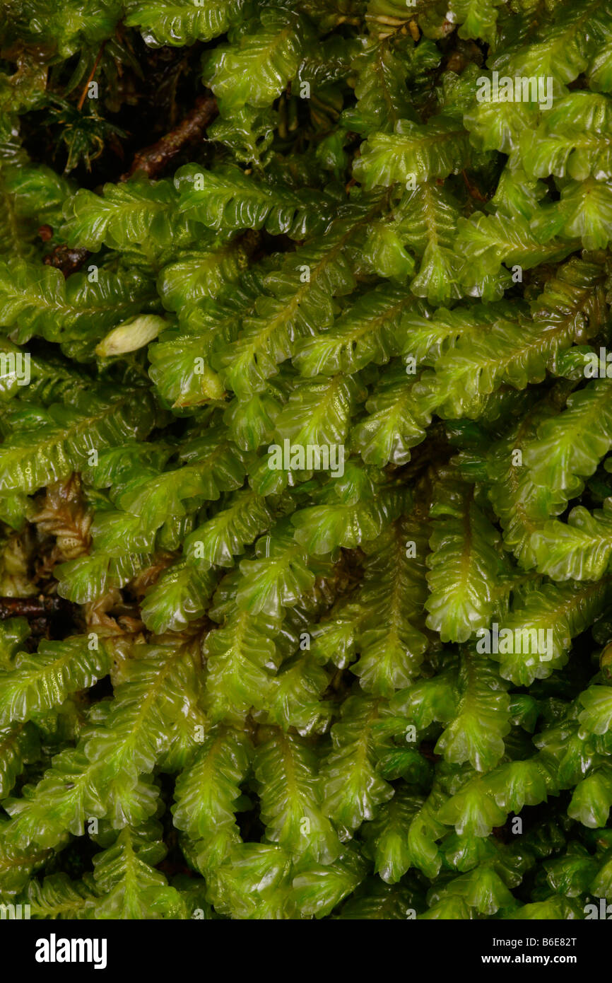 Greater featherwort Plagiochila asplenioides a leafy liverwort in woodland UK Stock Photo