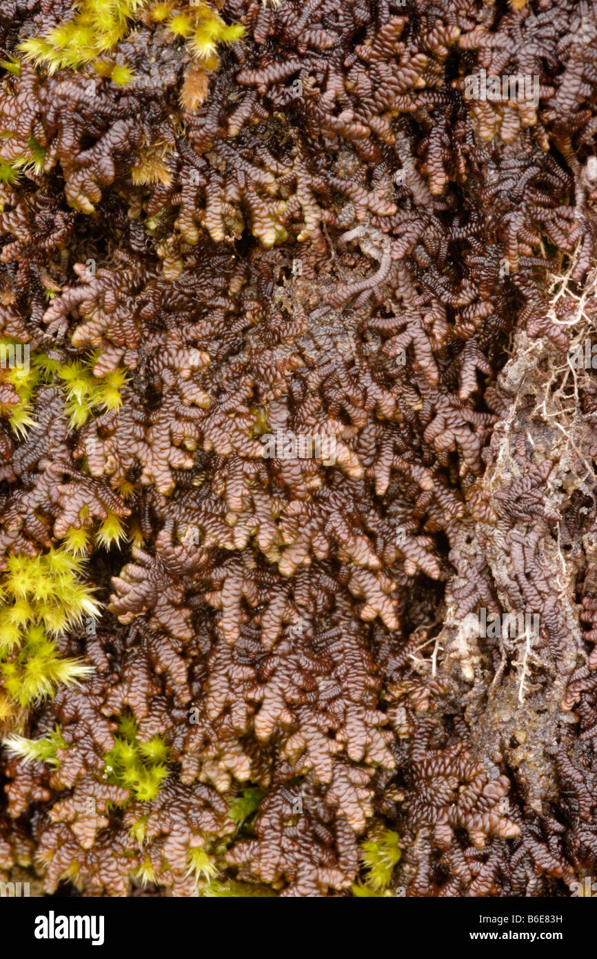 Tamarisk scalewort Frullania tamarisci a leafy liverwort on rock UK Stock Photo