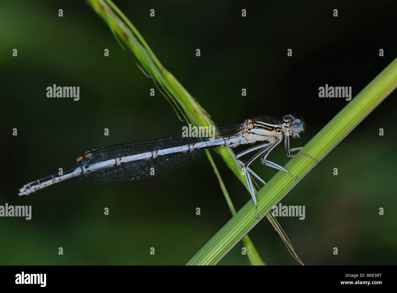 Adult damselfly hi-res stock photography and images - Alamy