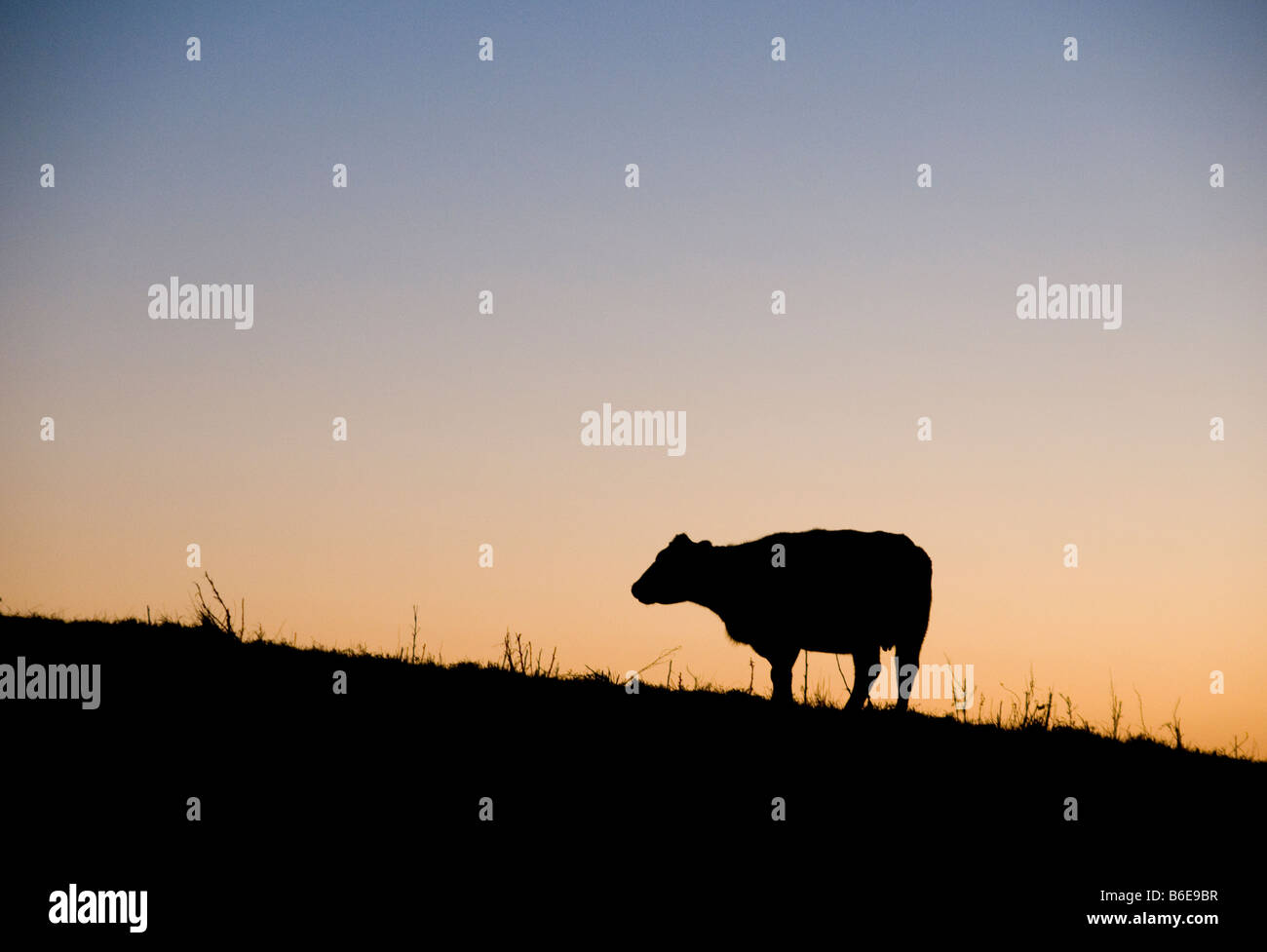 A cow in a field Stock Photo - Alamy