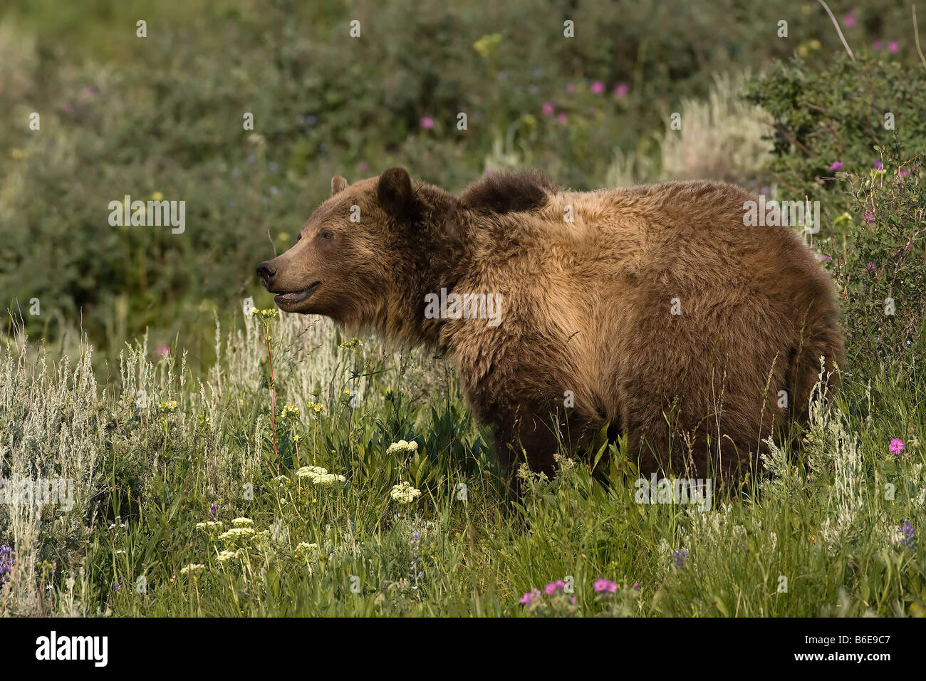 Grizzly Bear Stock Photo