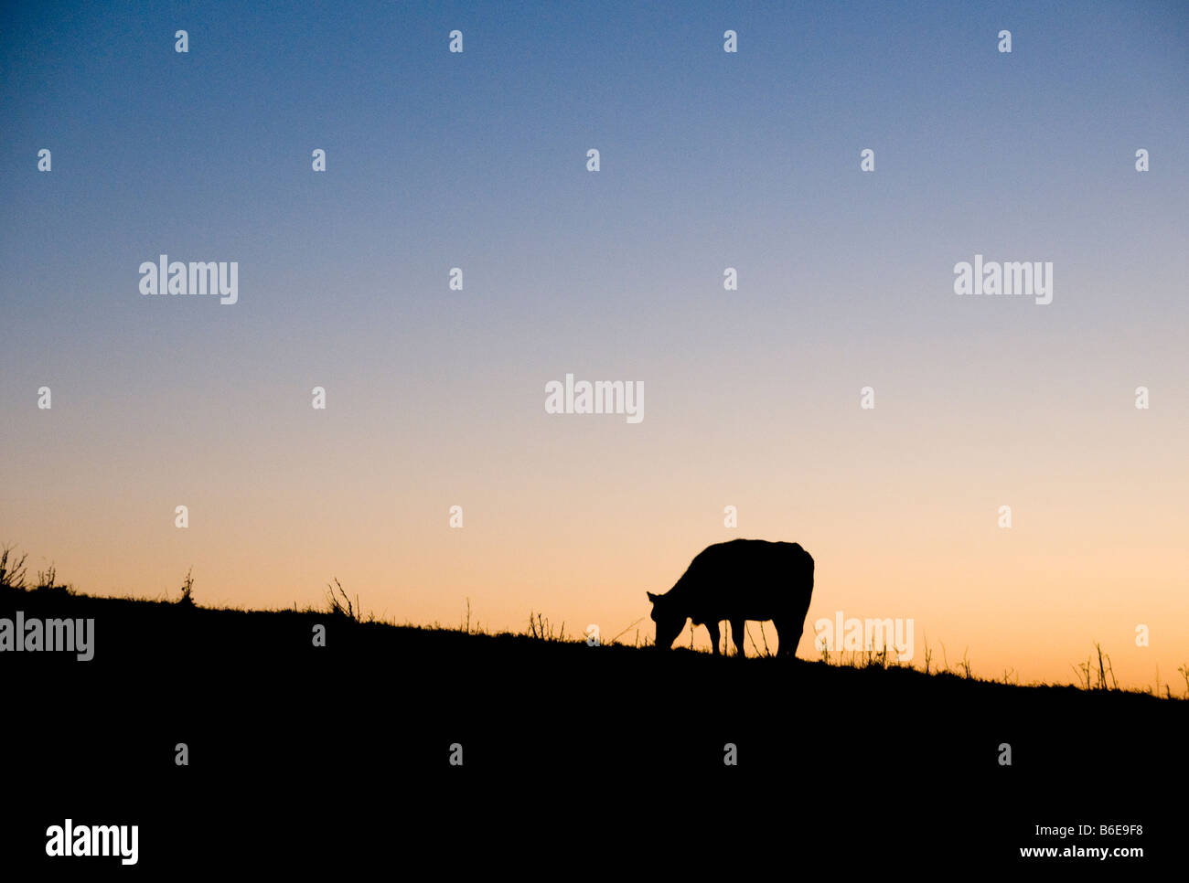 A cow in a field Stock Photo - Alamy
