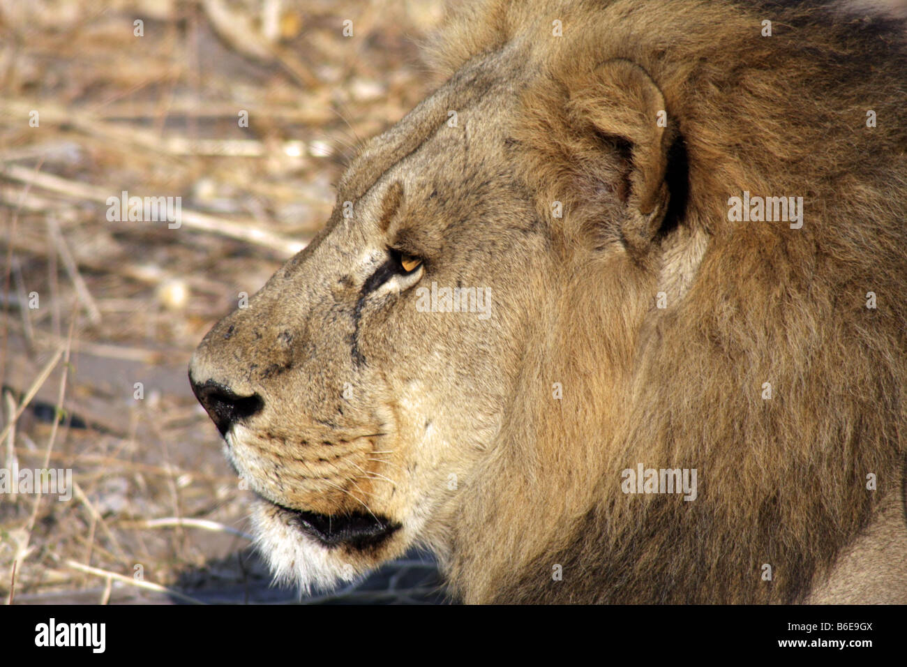 Young male lion in the Linyanti Game Reserve, Botswana, Africa Stock
