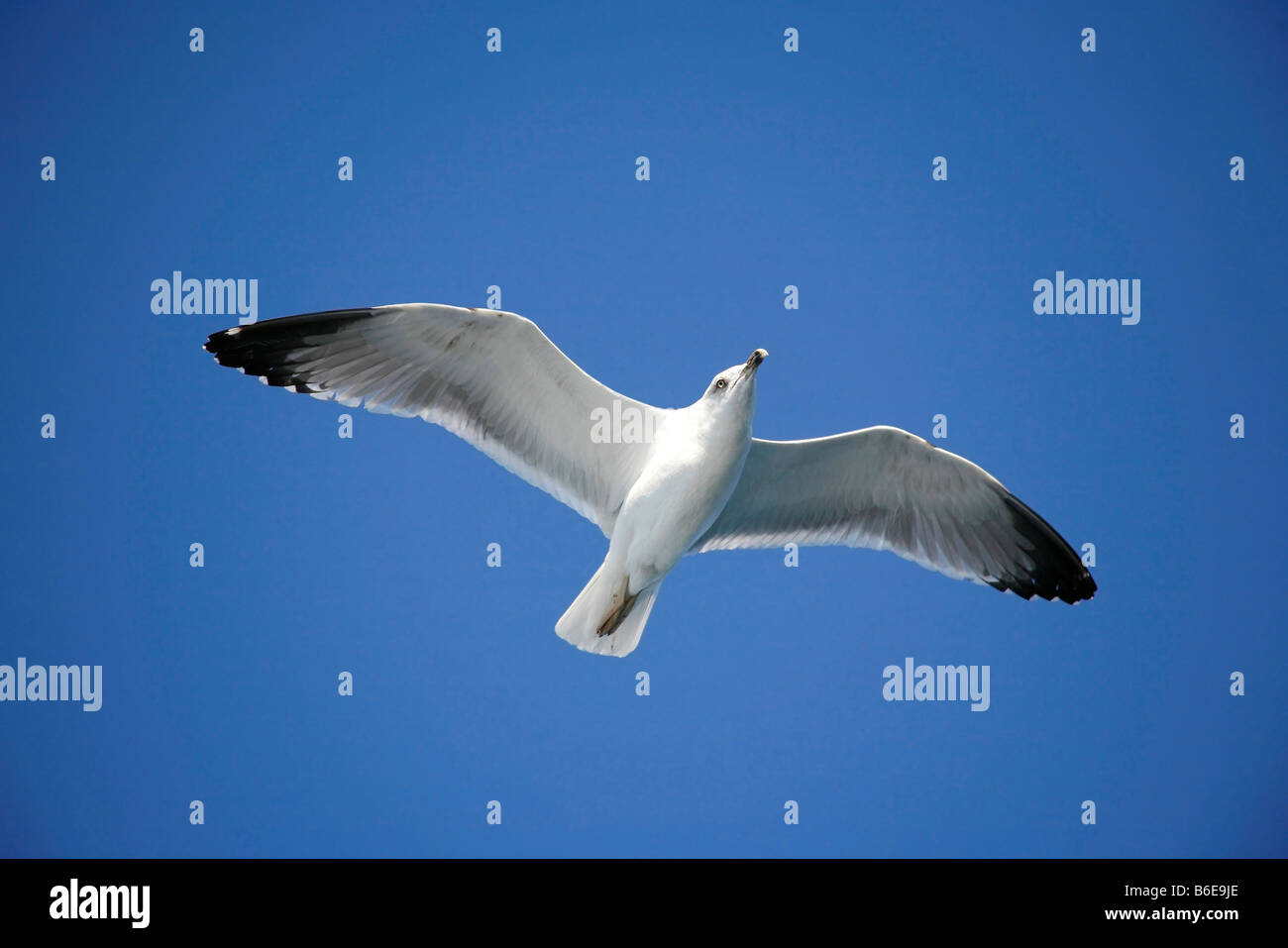 Seagull Soaring In The Blue Sky Above Stock Photo Alamy