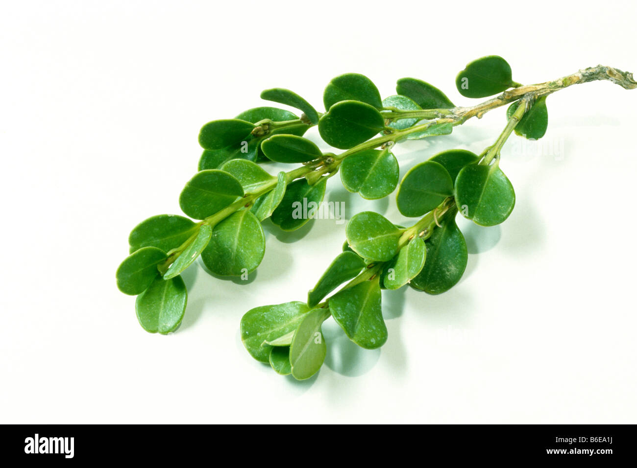Common Box, Boxwood (Buxus sempervirens), twig with leaves, studio picture Stock Photo