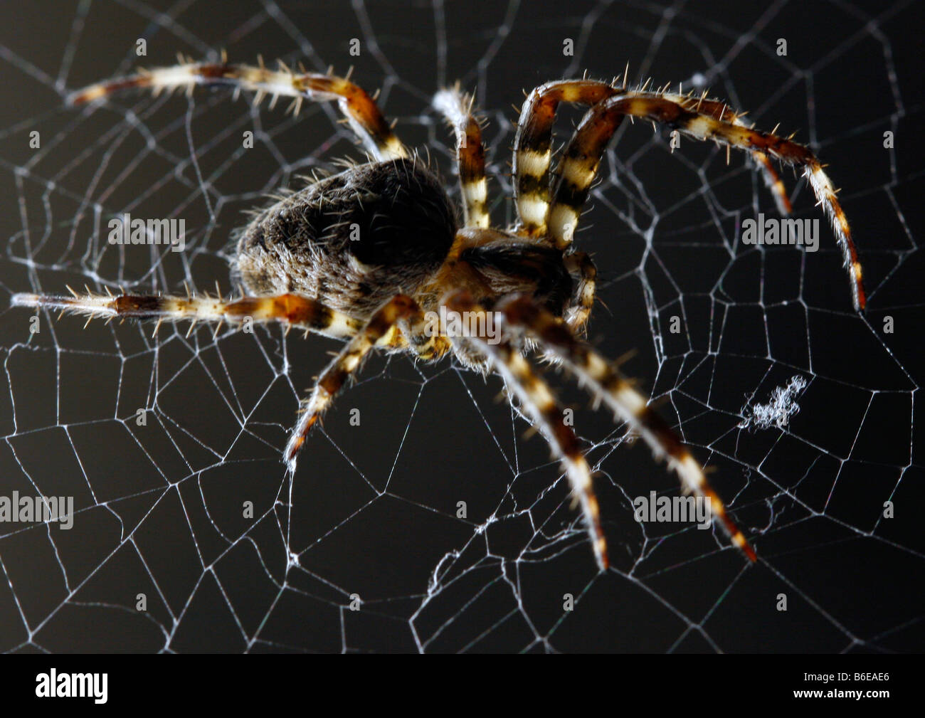 Common House Spider on a Web Stock Photo
