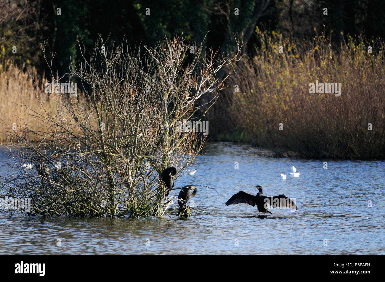 Cormorants at Milton Country Park Cambridgeshire England UK Stock Photo