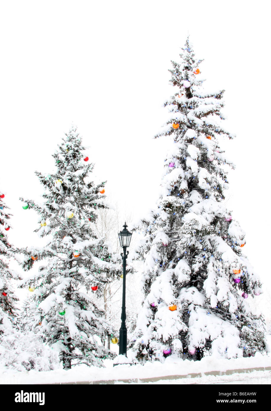 Decorated Christmas trees in Snow Stock Photo Alamy