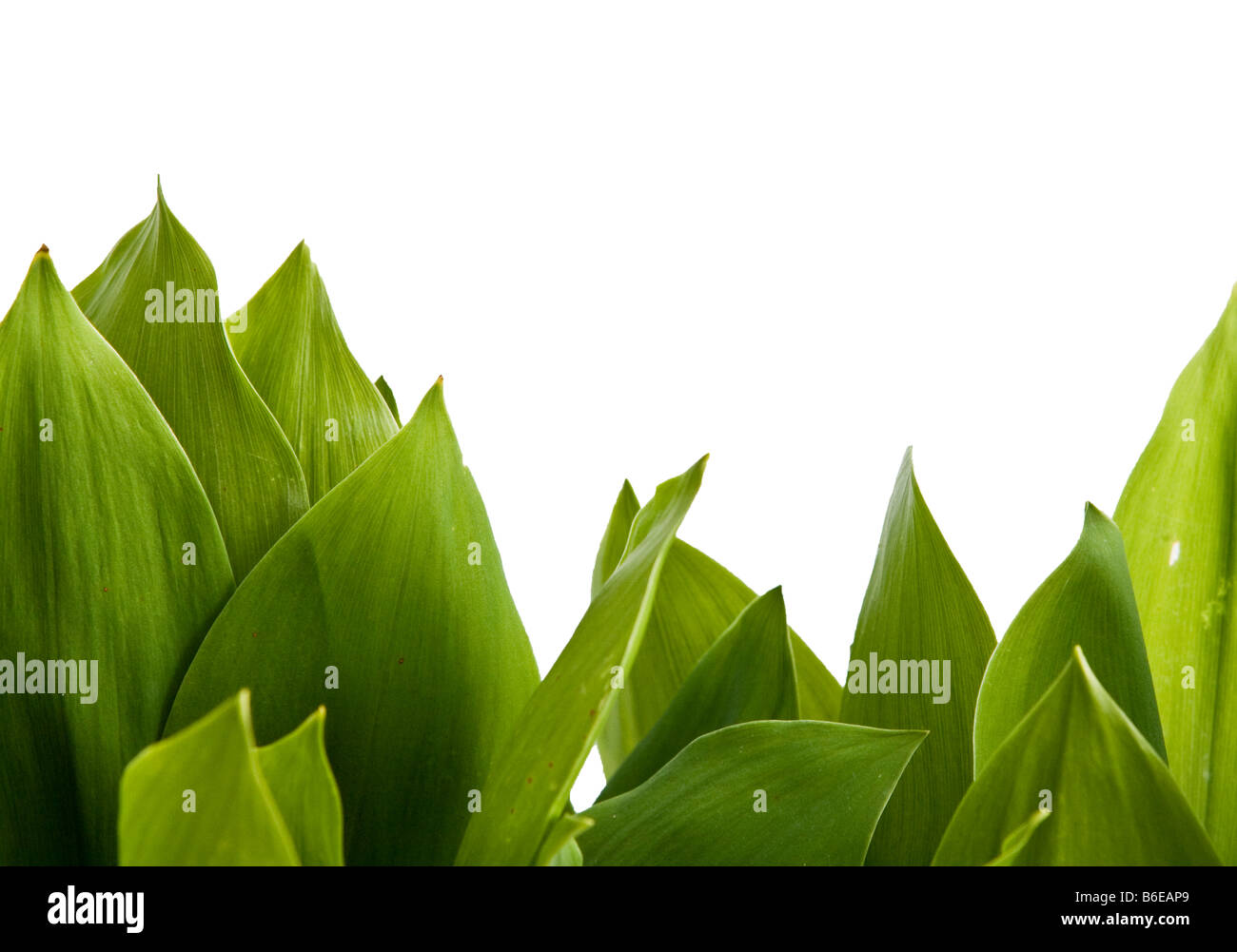 green leaves on white background Stock Photo