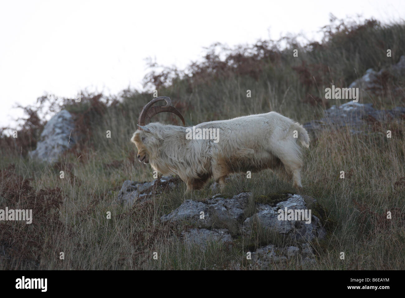 Feral Goat Walking On Hillside Stock Photo Alamy