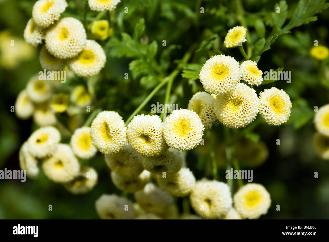 Tanacetum parthenium - Snowball Stock Photo