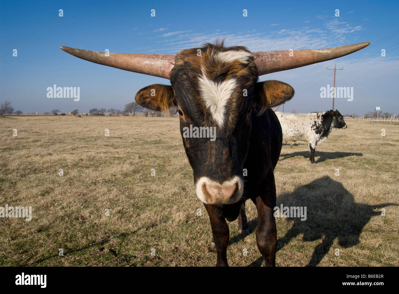 Texas longhorn cow in a field Stock Photo