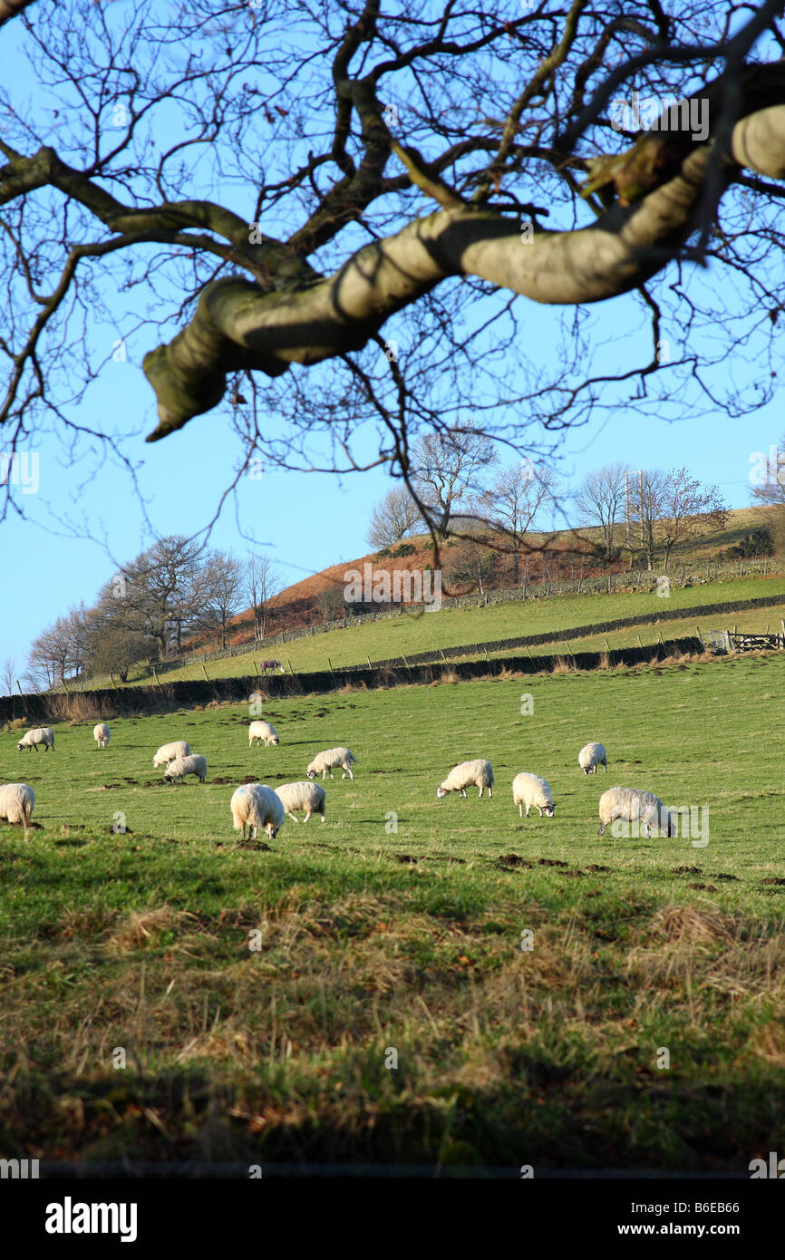 Sheep on a U.K. farm. Stock Photo