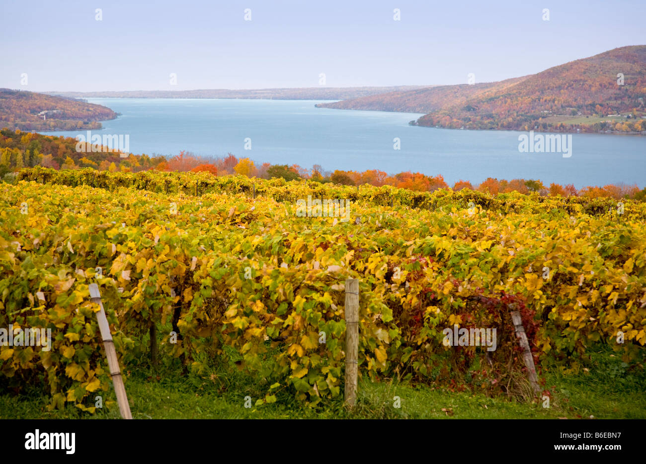 Fall vineyards with Canandaigua Lake in the Finger Lakes region of New York State in the background Stock Photo