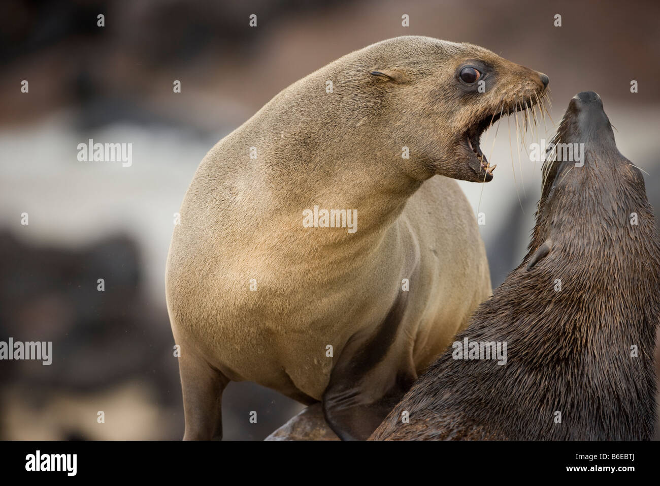 Africa Namibia Cape Cross Seal Reserve Southern Fur Seals Arctocephalus pusillus sparring on rocky shore Stock Photo