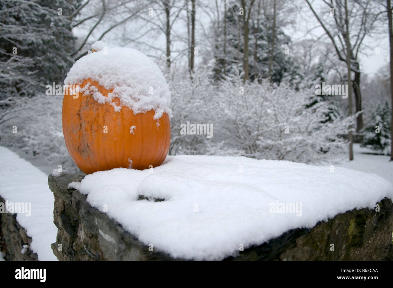 pumpkins in a field Stock Photo - Alamy