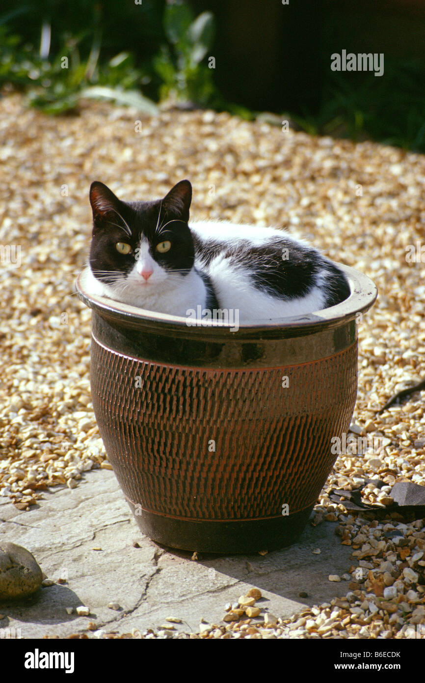 Cat curled up in plant pot Stock Photo - Alamy