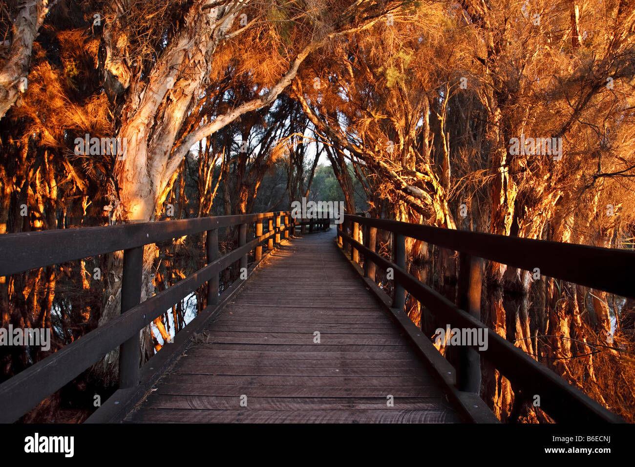 The Olive Seymour Boardwalk through Swamp Paperbarks at Herdsman Lake Regional Park in Perth, Western Australia Stock Photo