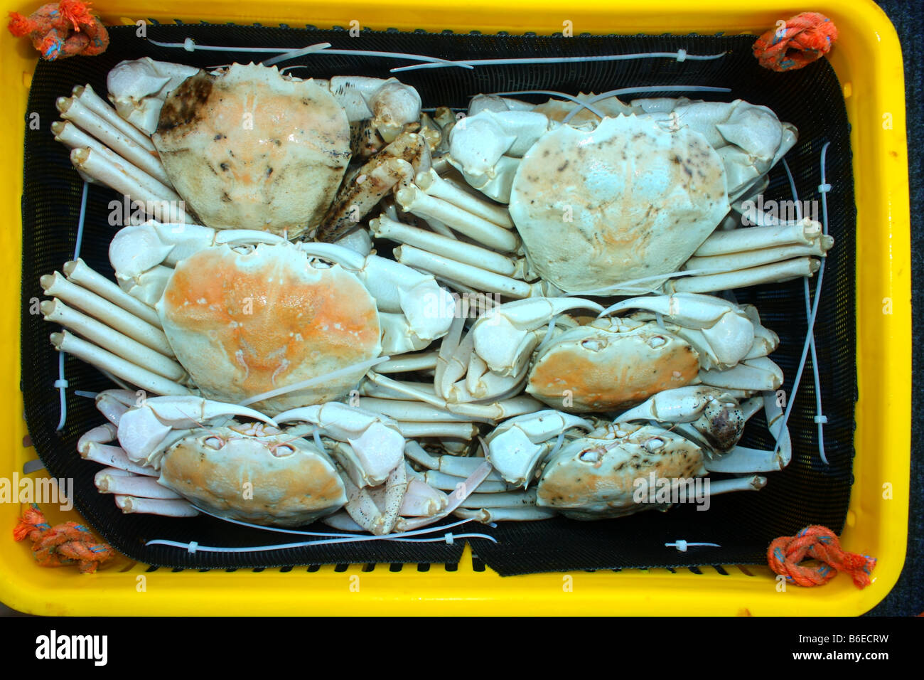 snow crabs packed for transportation Stock Photo